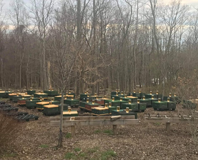 Winter in the Hive Lake Metroparks